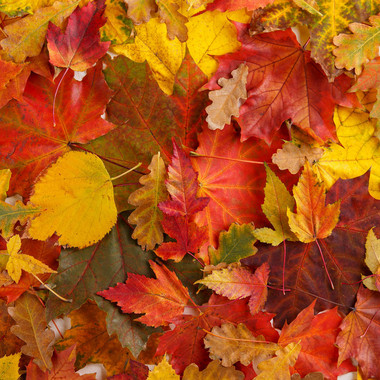 Herbst